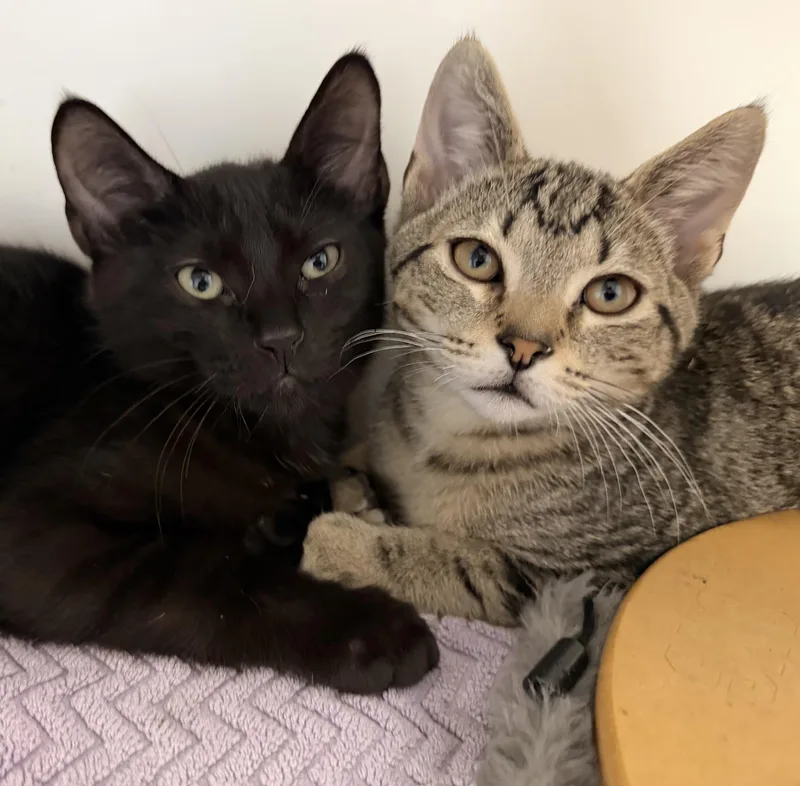 A baby small-sized male Black Domestic Short Hair cat named Buster for adoption in Norwalk, CT