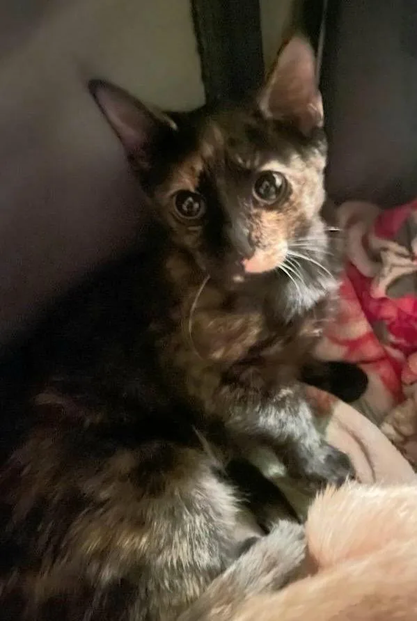 Penelope Also Known As