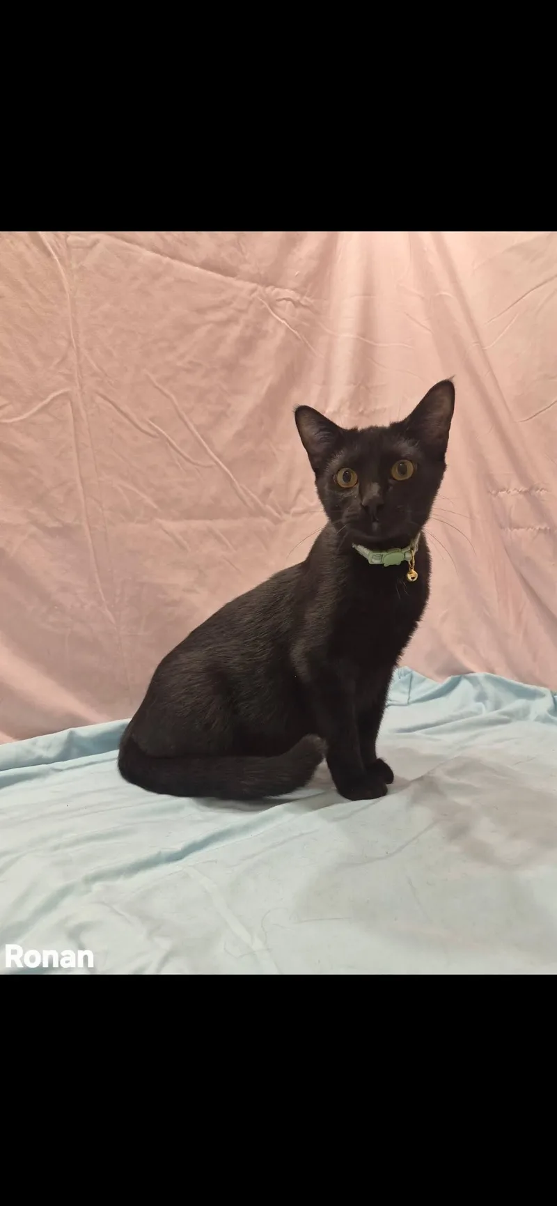 A young medium-sized male Black Domestic Short Hair cat named Ronan for adoption in Arlington, TX