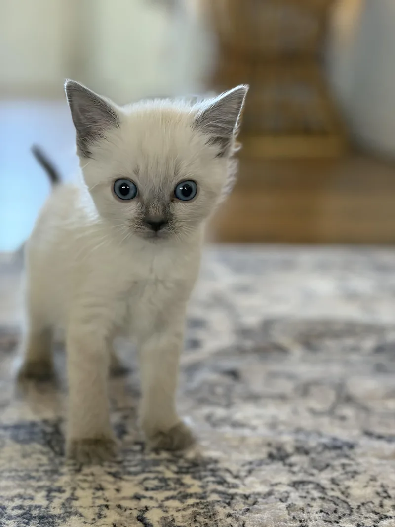 A baby medium-sized female Tabby (Gray / Blue / Silver) Domestic Short Hair cat named Penny for adoption in Fruit Heights, UT