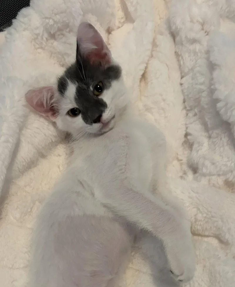 Gwen