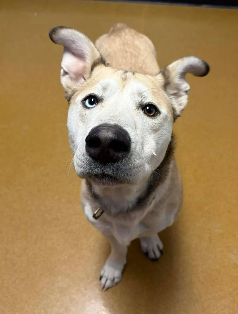 Rocket  Pystol thumbnail 2