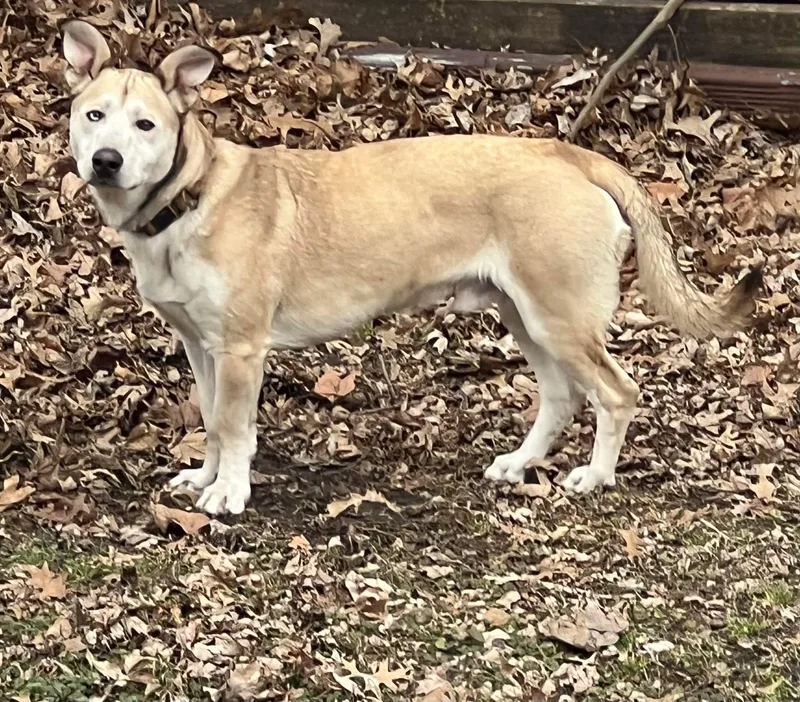 Rocket  Pystol thumbnail 3