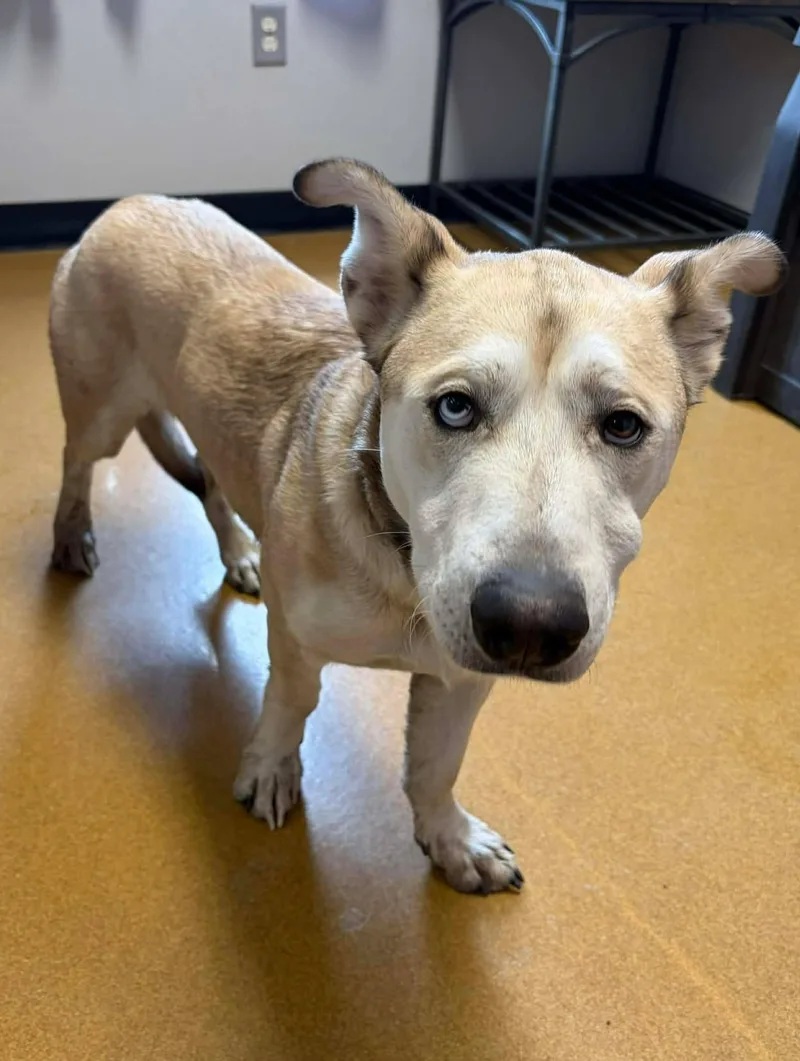 Rocket  Pystol thumbnail 4