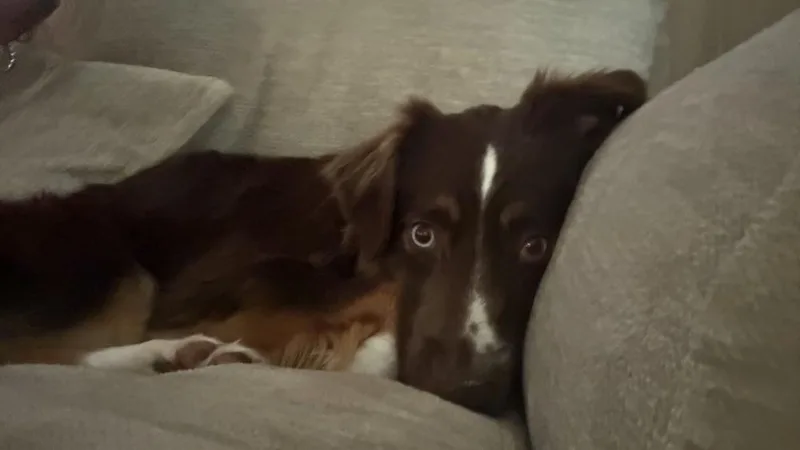 Mocha thumbnail 3