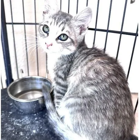 A baby medium-sized female Tabby (Gray / Blue / Silver) Domestic Short Hair cat named Polly for adoption in Santa Rosa, CA
