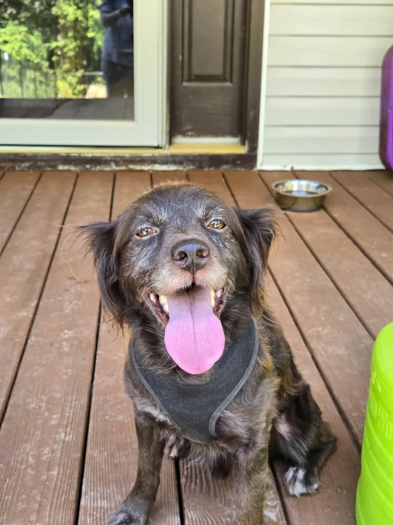 An adult medium-sized male Cocker Spaniel dog named Chip for adoption in Lakemont, GA