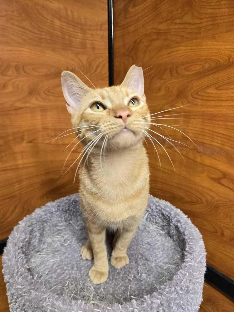 A young medium-sized male Tabby (Orange / Red) Domestic Short Hair cat named Jasper for adoption in Naranjito, PR