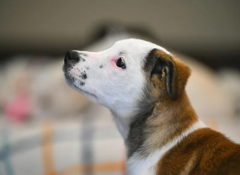 Bardot From The B thumbnail 2