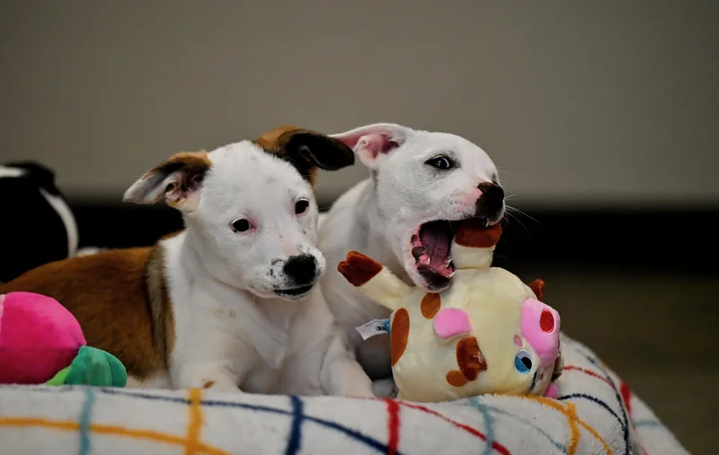 Bardot From The B thumbnail 3