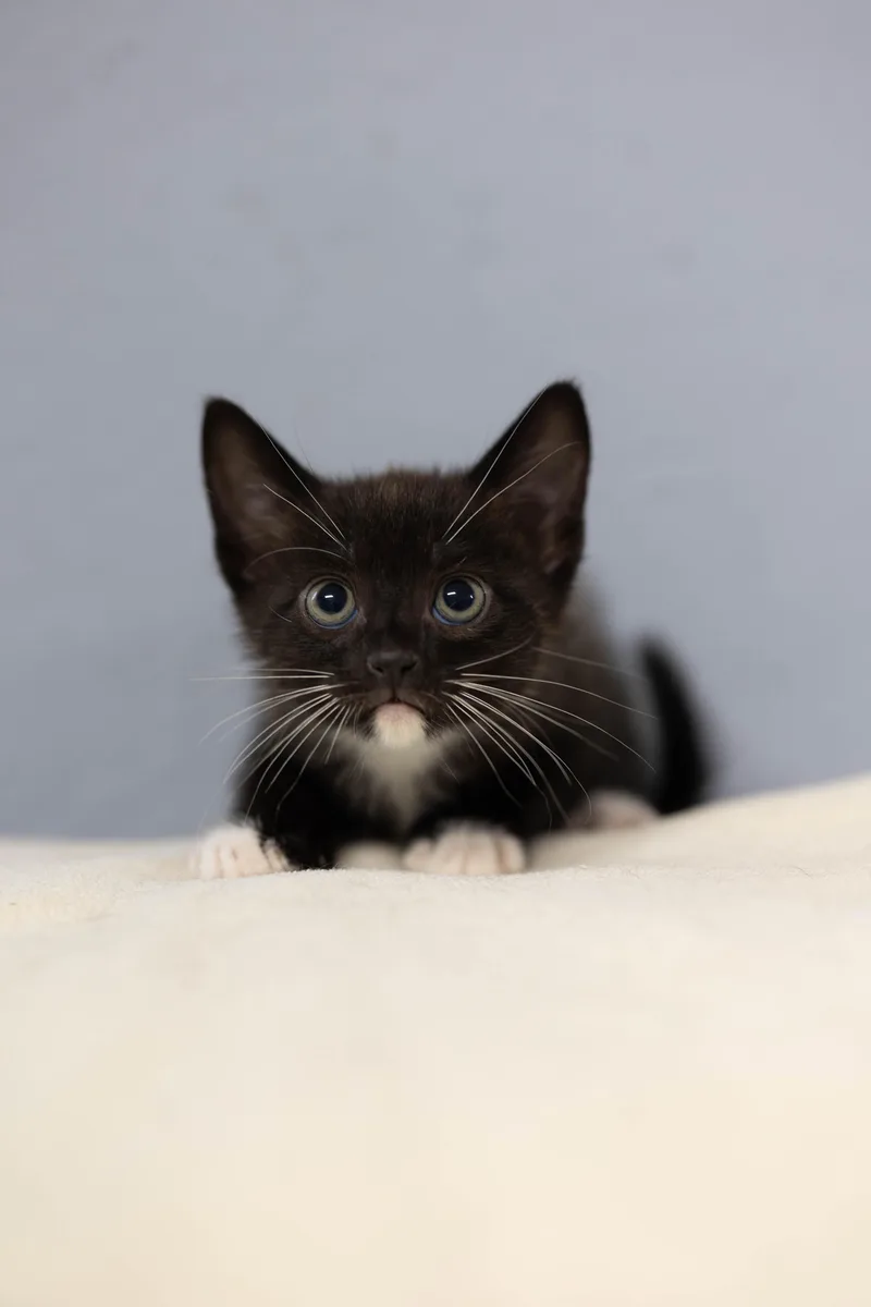 A baby medium-sized male Domestic Long Hair cat named Talley for adoption in Talbott, TN