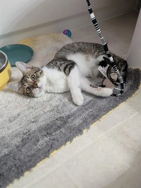 A baby small-sized male Domestic Short Hair cat named Boots for adoption in Aurora, CO