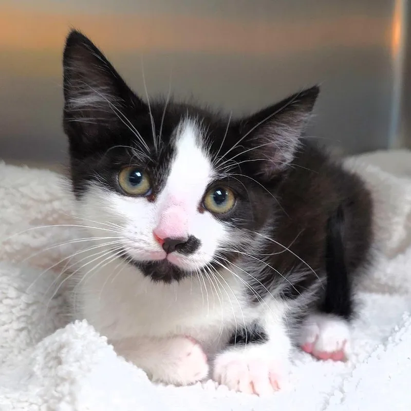 A baby small-sized male Black Domestic Short Hair cat named Doug for adoption in Michigan City, IN