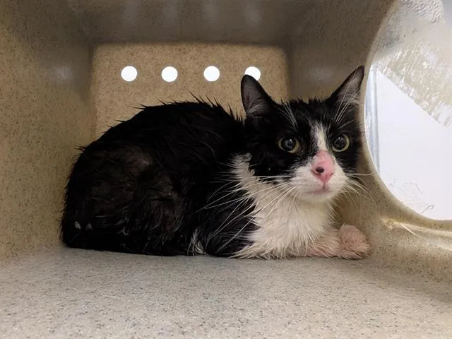 A young medium-sized female Domestic Medium Hair cat named Kathy for adoption in Kent, WA