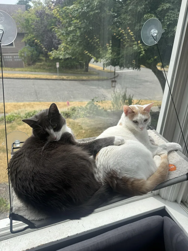 A young large-sized male Gray & White Domestic Short Hair cat named Shishito and Tabasco for adoption in Seattle, WA