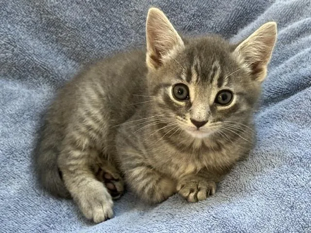 A baby medium-sized male Tabby cat named Jack for adoption in Stamford, CT