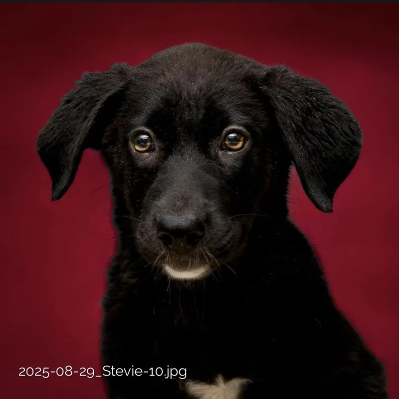A baby medium-sized female Black Labrador Retriever dog named Stevie for adoption in Tomball, TX