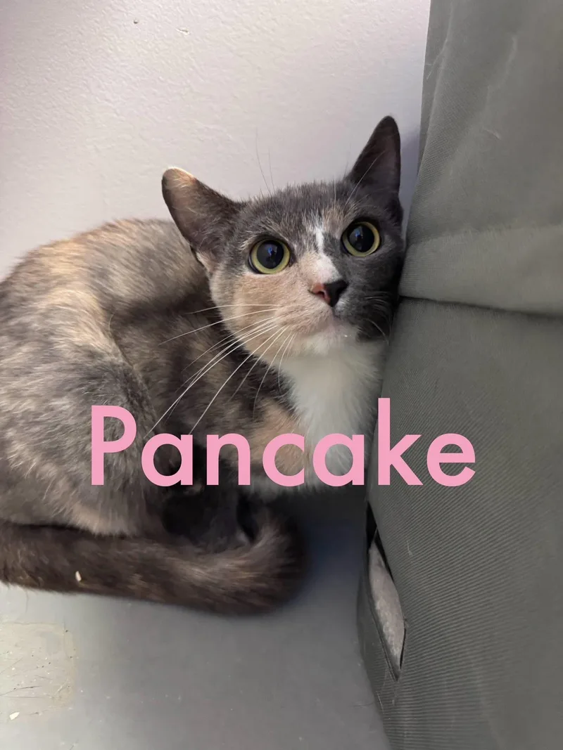Pancake