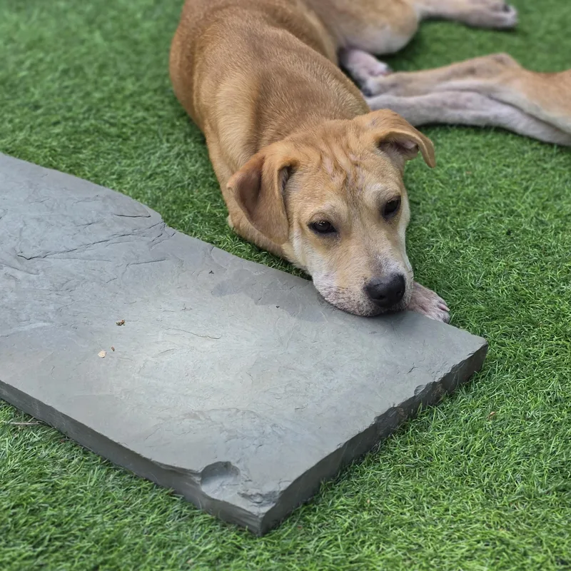 A baby medium-sized male Apricot / Beige Labrador Retriever dog named Fabien for adoption in Blairstown, NJ