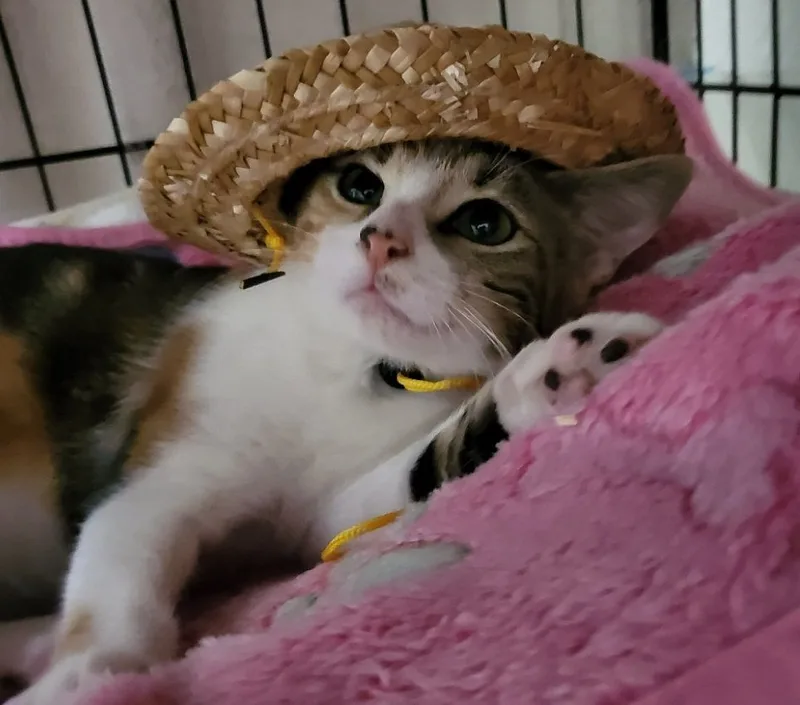 June Bug. thumbnail 2