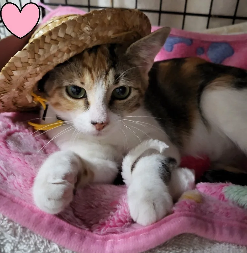 June Bug. thumbnail 4