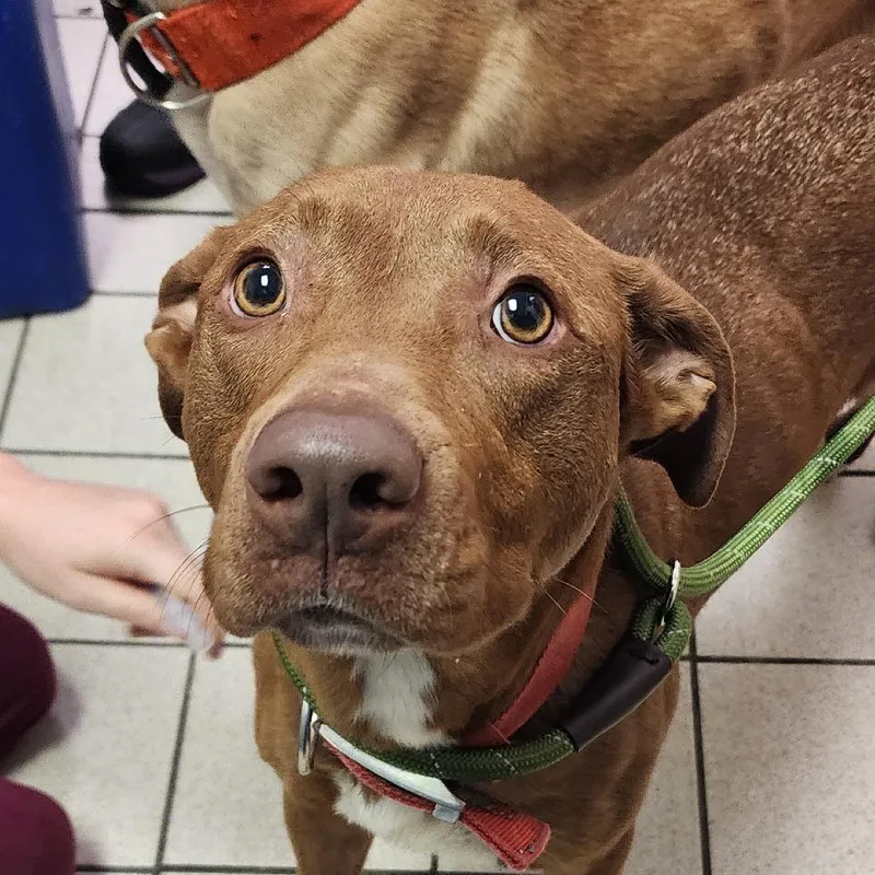 An adult medium-sized female Yellow / Tan / Blond / Fawn Mixed Breed dog named Missus for adoption in Charleston, WV