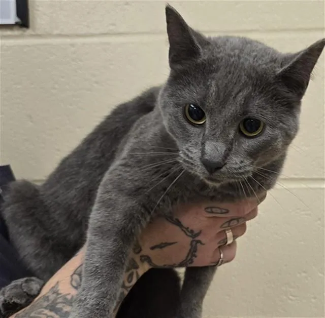 A young small-sized female Domestic Short Hair cat named Rikki for adoption in Aliquippa, PA