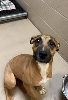 A baby medium-sized female Hound dog named Mavis for adoption in South Bend, IN