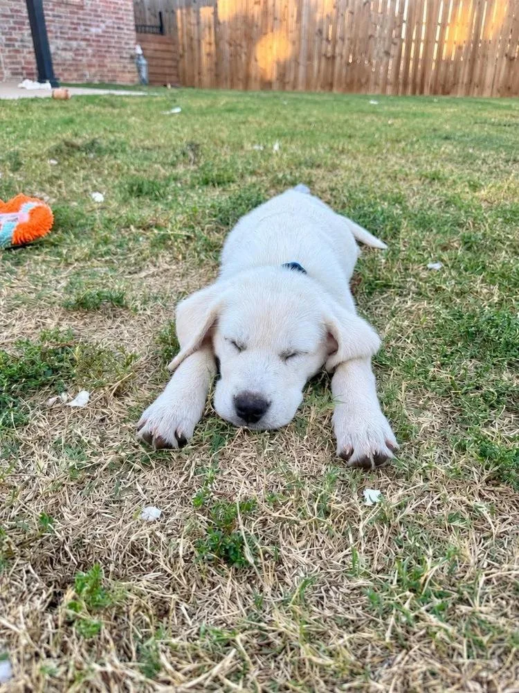 A baby large-sized male Labrador Retriever dog named Dexter for adoption in Shawnee, OK