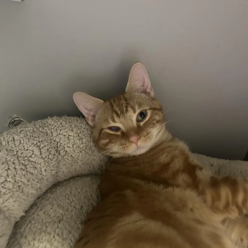 A young medium-sized male Orange / Red Domestic Short Hair cat named Orange Slice for adoption in Columbus, NC