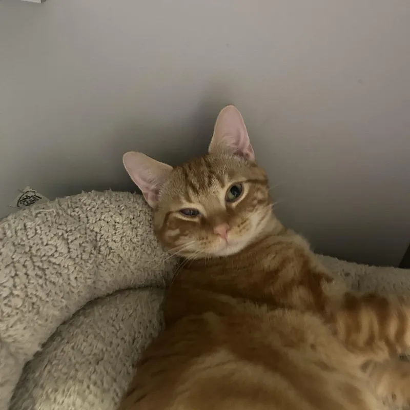 Orange Slice thumbnail 2