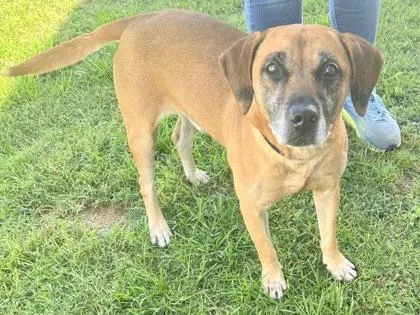A senior medium-sized male Golden Mixed Breed dog named Brooks for adoption in Georgetown, TX