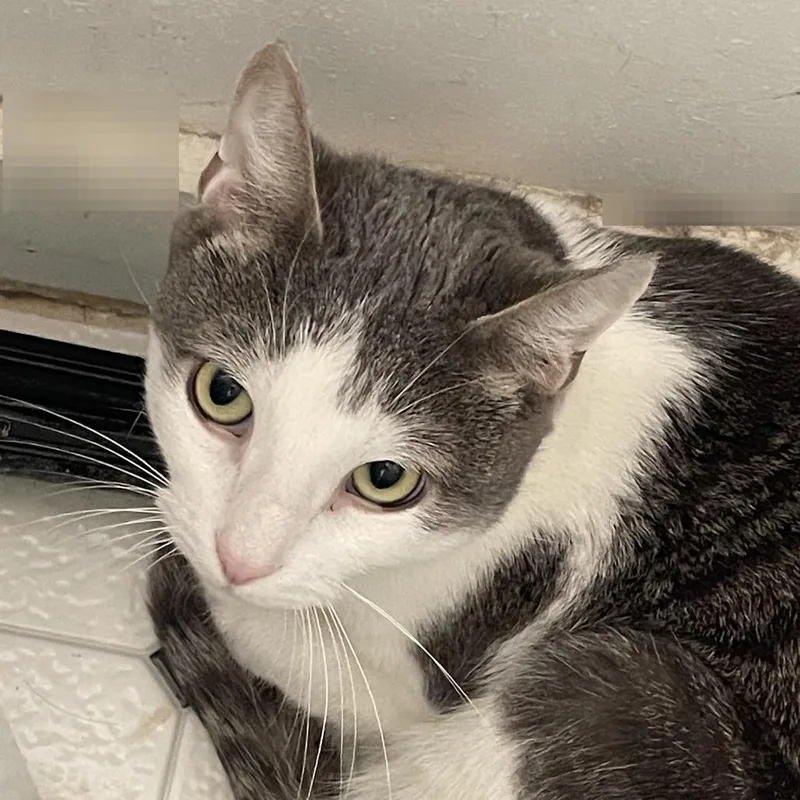 An adult large-sized male Gray / Blue / Silver Domestic Short Hair cat named Cream for adoption in Durham, NC