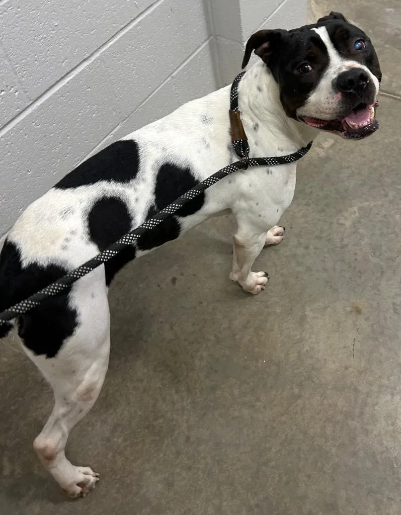 An adult medium-sized female Pit Bull Terrier dog named Lindy for adoption in Newcastle, OK