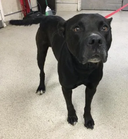 An adult large-sized male Pit Bull Terrier dog named Gumbo for adoption in Riverside, CA