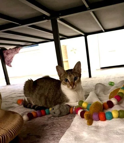 An adult medium-sized female Domestic Short Hair cat named Vodka for adoption in Chamblee, GA
