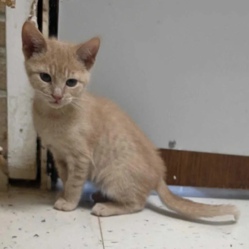 A baby small-sized male Buff / Tan / Fawn Domestic Short Hair cat named Soar for adoption in Davenport, IA