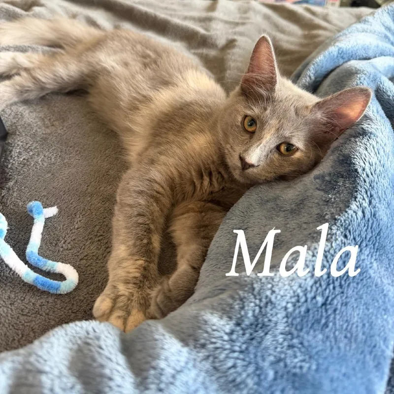 A baby medium-sized female Gray / Blue / Silver Domestic Short Hair cat named Mala for adoption in Prosper, TX