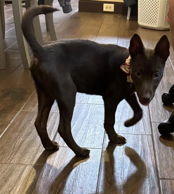 A young small-sized female Labrador Retriever dog named Oracle for adoption in San Antonio, TX