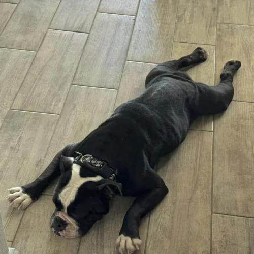 An adult medium-sized female Bicolor English Bulldog dog named Snuggle for adoption in Austin, TX