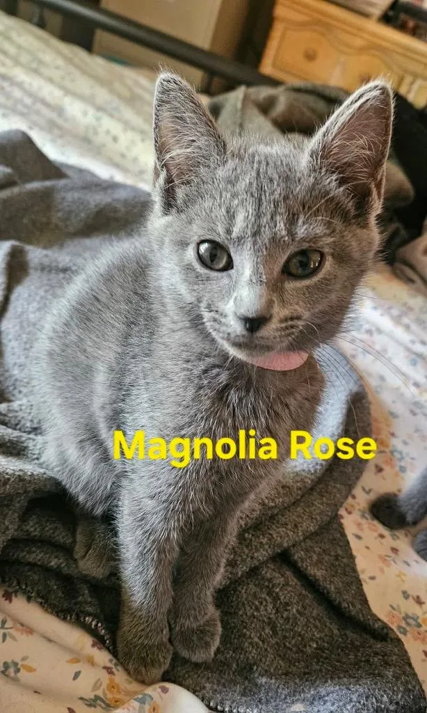 Magnolia Rose thumbnail 5