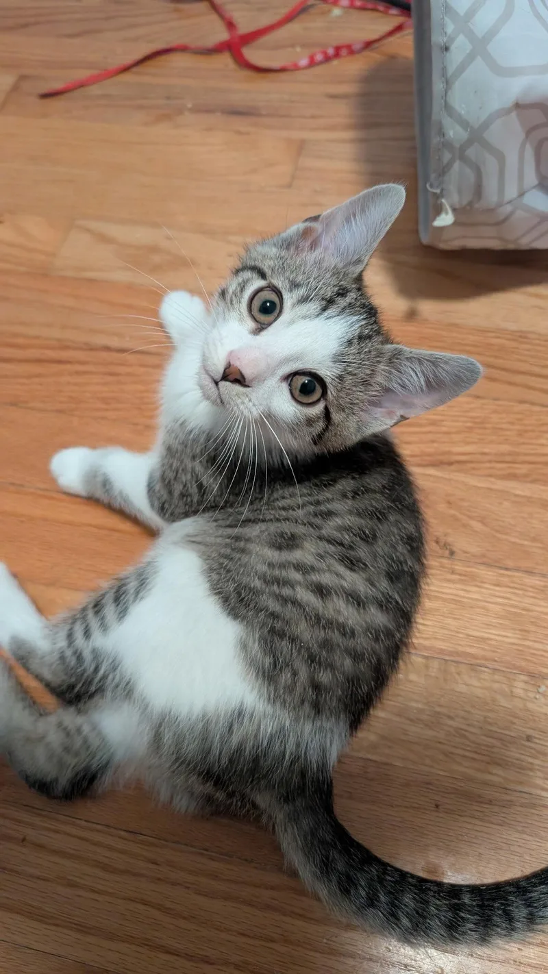 A baby medium-sized male Domestic Short Hair cat named Eeny for adoption in Wheaton, IL