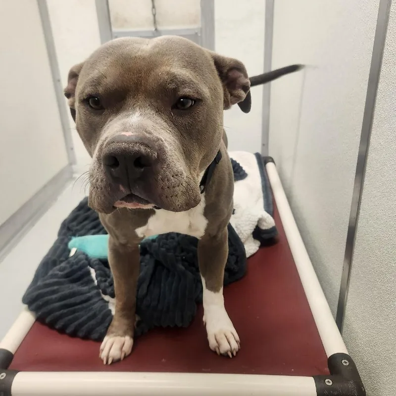 An adult large-sized male Pit Bull Terrier dog named Rex for adoption in Driggs, ID