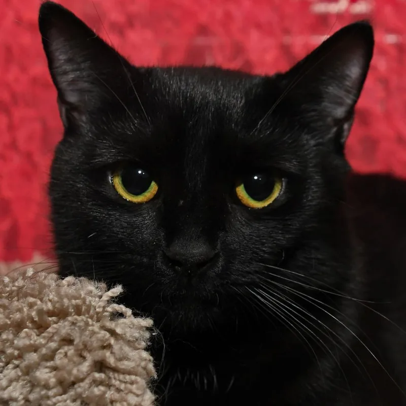 A young medium-sized female Black Domestic Short Hair cat named Chere for adoption in Natick, MA