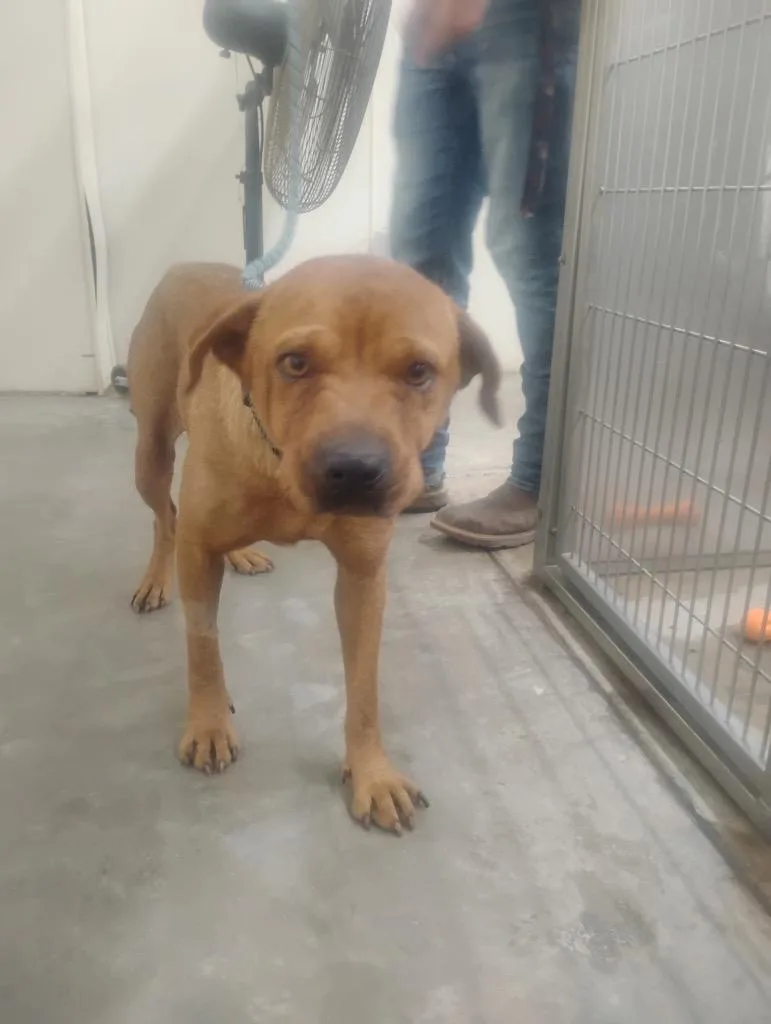 A young medium-sized female Mixed Breed dog named Myrtle for adoption in Jonesboro, AR