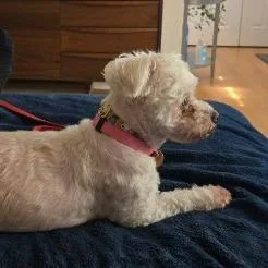 A senior small-sized female Bichon Frise dog named Belle the Bichon for adoption in Fairfax, VA