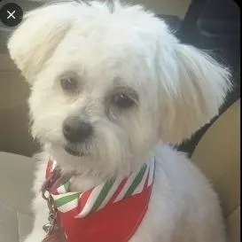 Belle the Bichon thumbnail 2