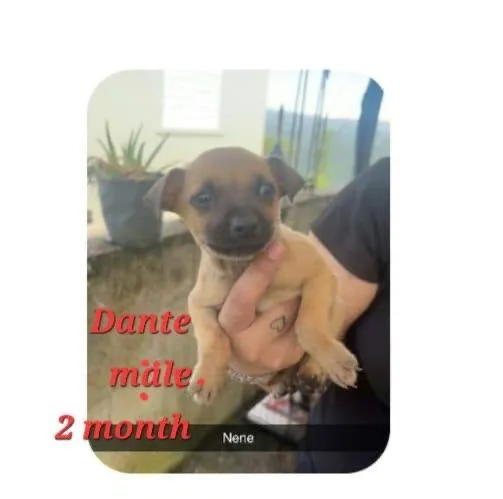 A baby small-sized male Pug dog named Dante for adoption in Virginia Beach, VA