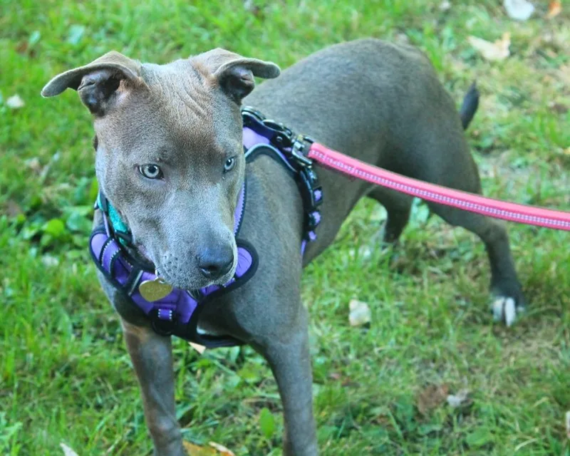 A baby large-sized female Pit Bull Terrier dog named Tiffany for adoption in Utica, MI