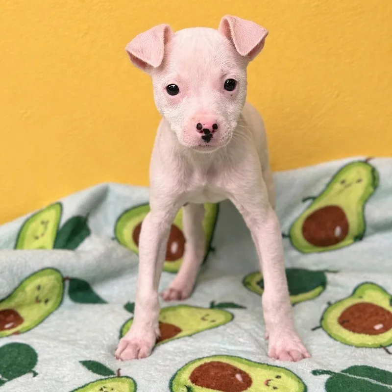 A baby medium-sized female White / Cream Chihuahua dog named Jani for adoption in Boca Raton, FL